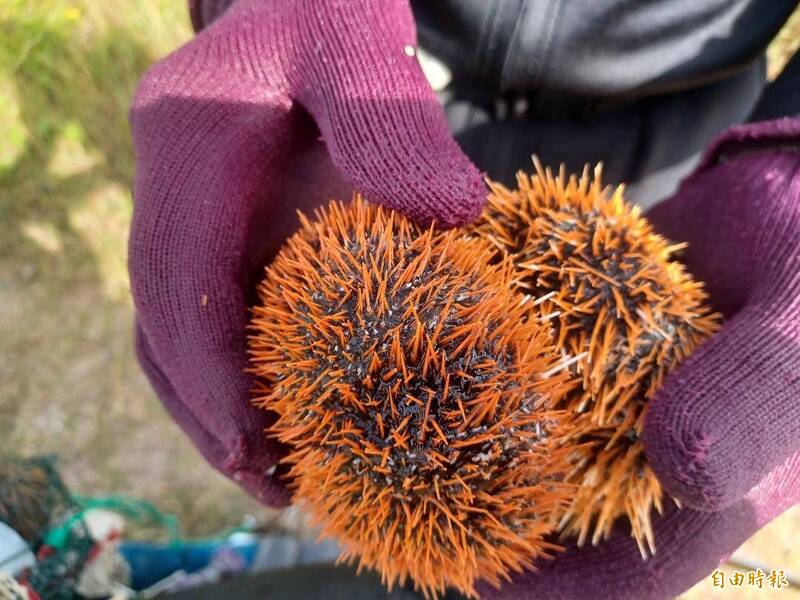 馬糞海膽族群數量銳減，首日開放野外族群稀少。（記者劉禹慶攝）