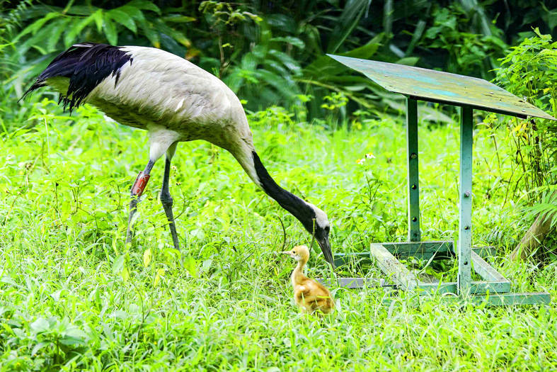 A chick is pictured with its mother, named Kika, a female red-crowned crane, in a photograph released by the Taipei Zoo yesterday.
Photo courtesy of the Taipei Zoo via CNA