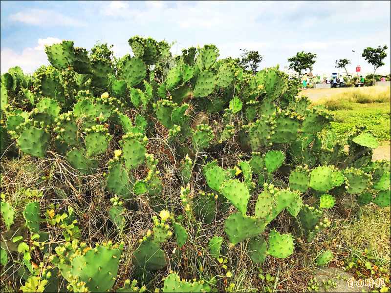 金武扇仙人掌進入花季，成了林園濕地公園拍照取景熱點。（記者洪臣宏攝）