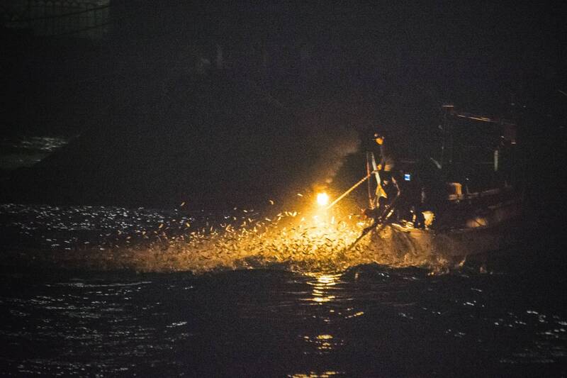 瞬間出現強烈火光吸引青麟魚跳出水面。（新北市漁業及漁港事業管理處提供）