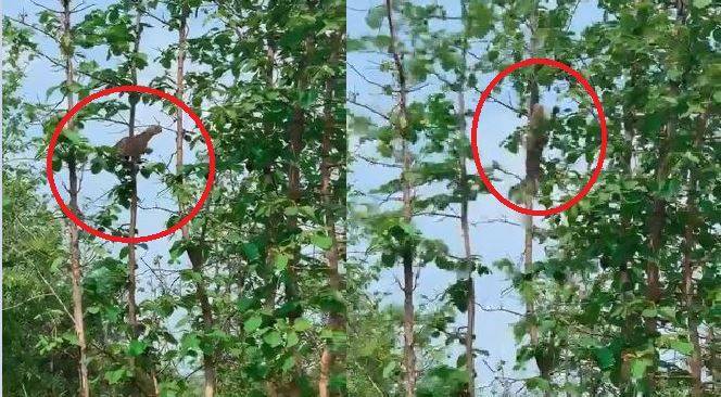 有遊客在印度中央邦潘那老虎保育區目擊一場野豹與猴子攻防大戰，野豹展現輕功在樹木間跳躍，猴子則機警地跳躍逃跑，但最後仍不敵野豹的耐力，被野豹叼著離開現場。（圖取自推特）