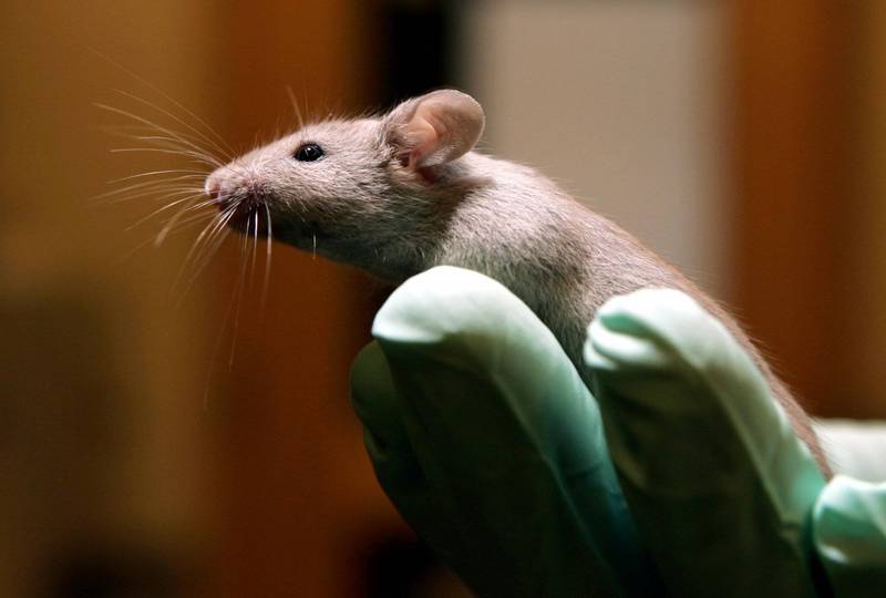 日本科學家利用冷凍乾燥細胞成功複製出實驗老鼠，據信未來將可用於保護物種。圖為實驗室老鼠示意圖，非此新聞對象。（美聯社）