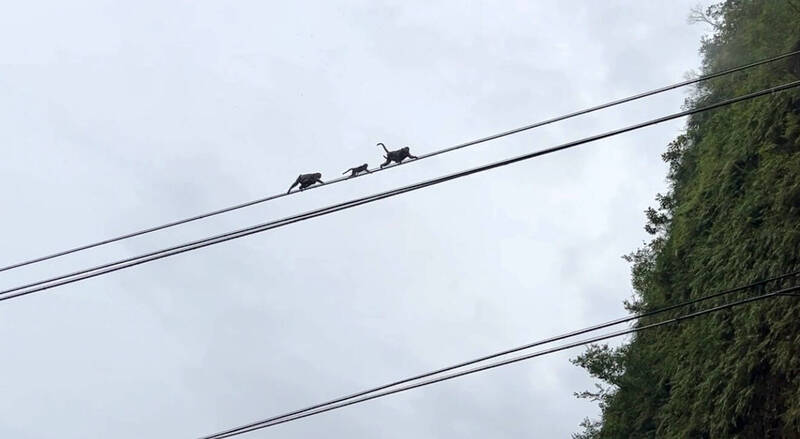 兩隻大猴子一前一後，讓幼猴走在牠倆中間快速走過電纜線。（圖由楊傳峰提供）