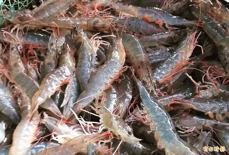 養殖業者黃國勳在台南七股的漁電共生養殖場專業養殖白蝦，收成不錯。（記者楊金城攝）