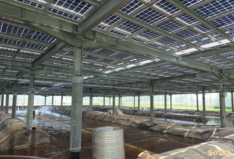 養殖業者黃國勳在台南七股的漁電共生養殖場專業養殖白蝦，室內養殖上方裝設太陽能光電板。（記者楊金城攝）