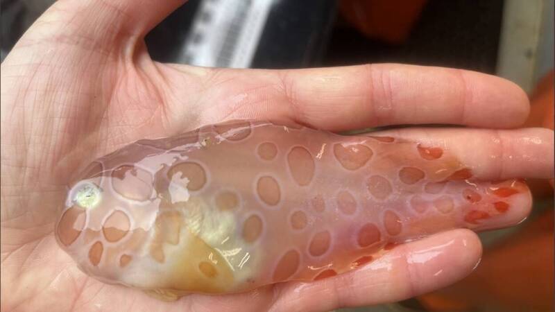 神秘透明魚和巨大海蜘蛛 阿拉斯加水域現蹤