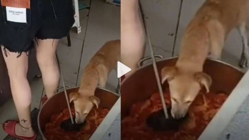 中国杭州一家外送餐厅把解冻鸡肉桶放在地上，一只流浪狗闻香而来大吃特吃，一名外送员进店取餐时录下并PO网，画面遭许多中国网友批评。（图取自微博）(photo:LTN)