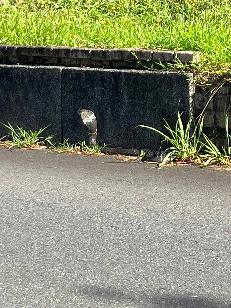 民眾行經環河路金六結環保公園一帶見到眼鏡蛇。（圖取自臉書社團「宜蘭知識＋」）