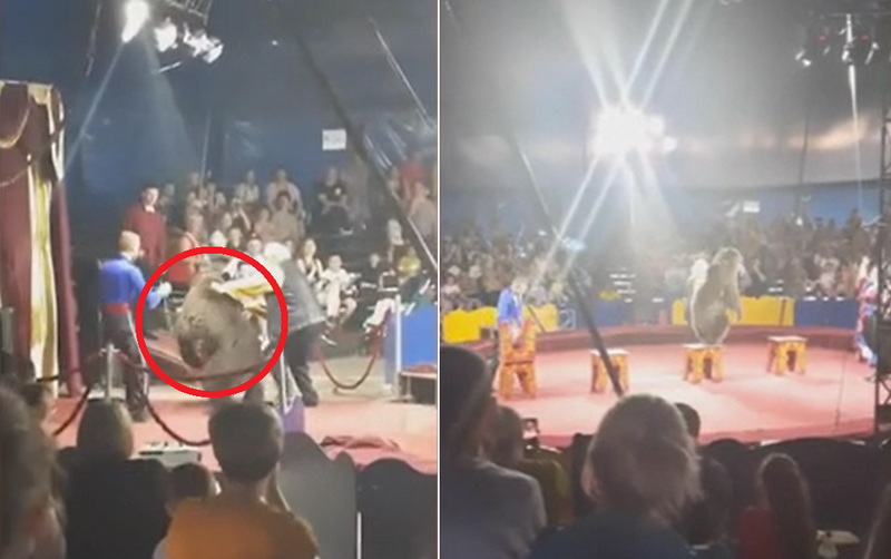 俄罗斯一家马戏团进行演出时，有头棕熊在表演前突然抓狂，试图逃离现场。（图撷取自@blagmedia/east2west news）(photo:LTN)