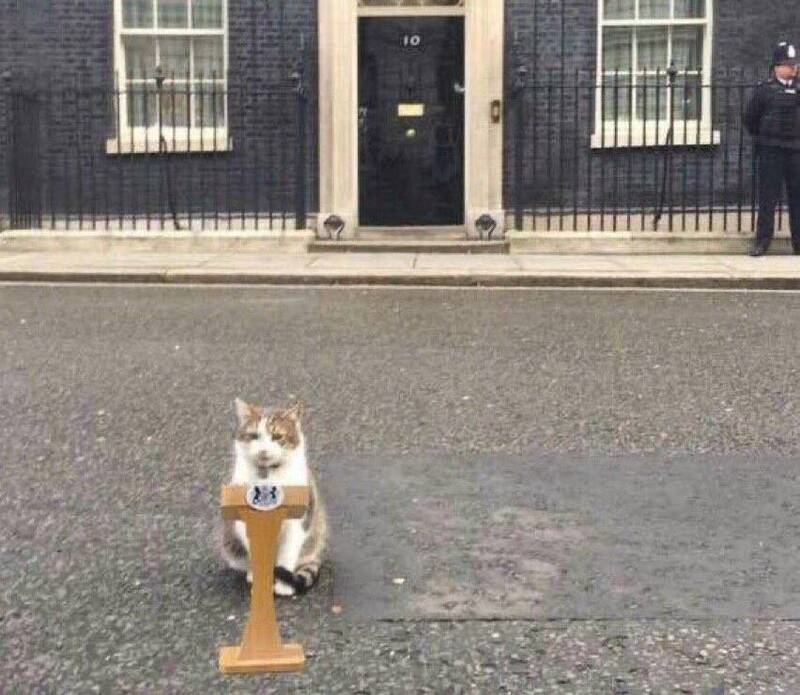 英国首相强森（Boris Johnson）于当地时间7日宣布辞职后，网友将注意力转移到唐宁街捕鼠官赖瑞（Larry the Cat）身上。（图撷取自@Number10cat推特）(photo:LTN)