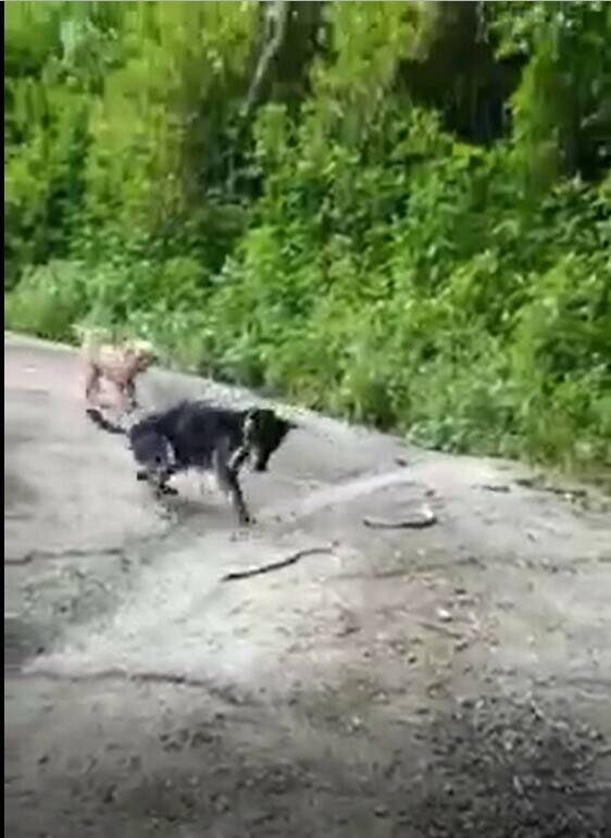 忠犬護主與大蛇對決  下一秒結果讓人看傻