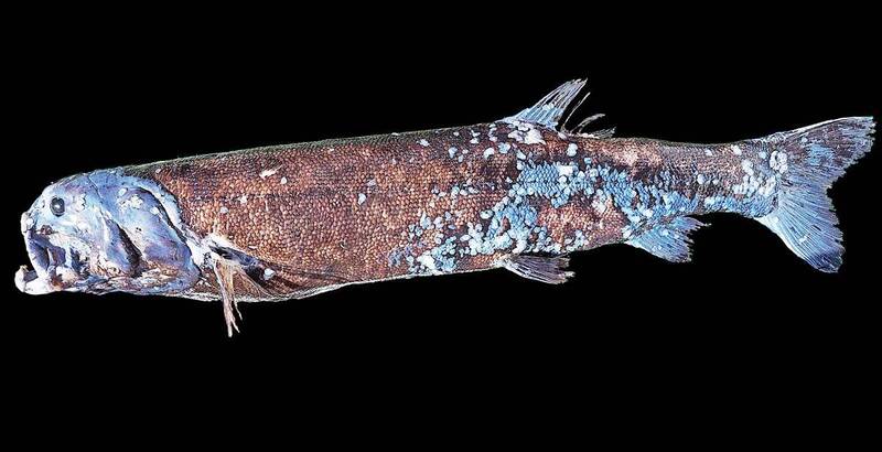 日本研究单位在超过2000公尺下的深海发现全新巨型鱼种。（图取自JAMSTEC官网）(photo:LTN)