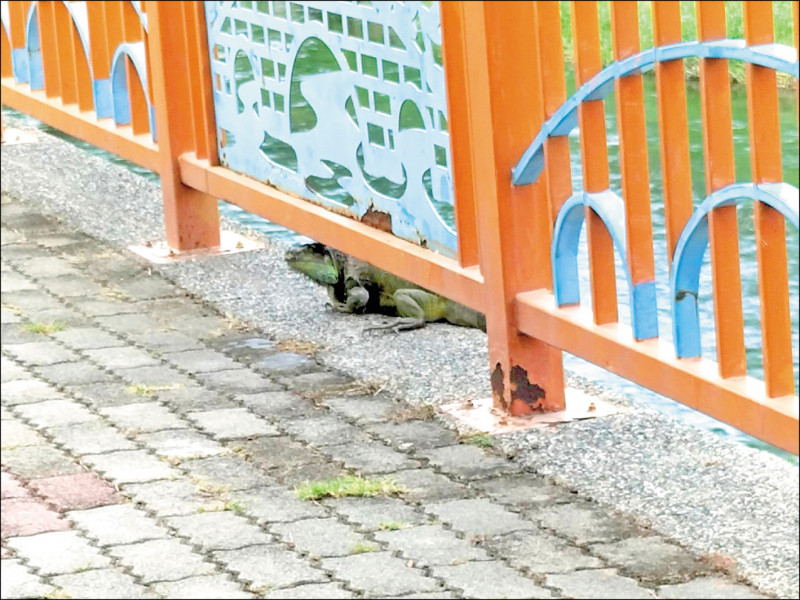 大里有鄰長行經康橋旱溪旁步道，在護欄下方發現綠鬣蜥。 （記者陳建志翻攝）