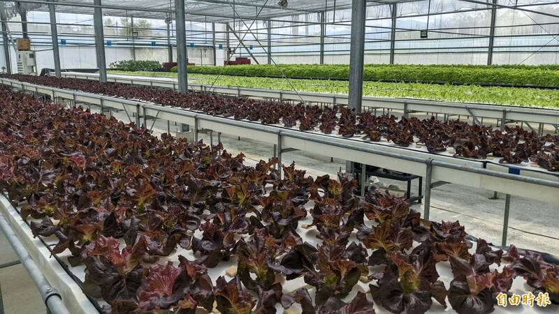 農業局協助青農王駿堯打造首座智慧水耕環控溫室，建構蔬菜精準產銷模式。（記者陳文嬋攝）