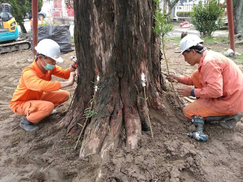 養護團隊今年3月為羅漢松老樹根部嫁接治療。（大林國中提供）