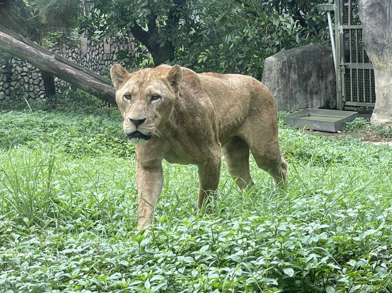 非洲獅「小乖」走出房間，感受高雄溫暖陽光。（壽山動物園提供）