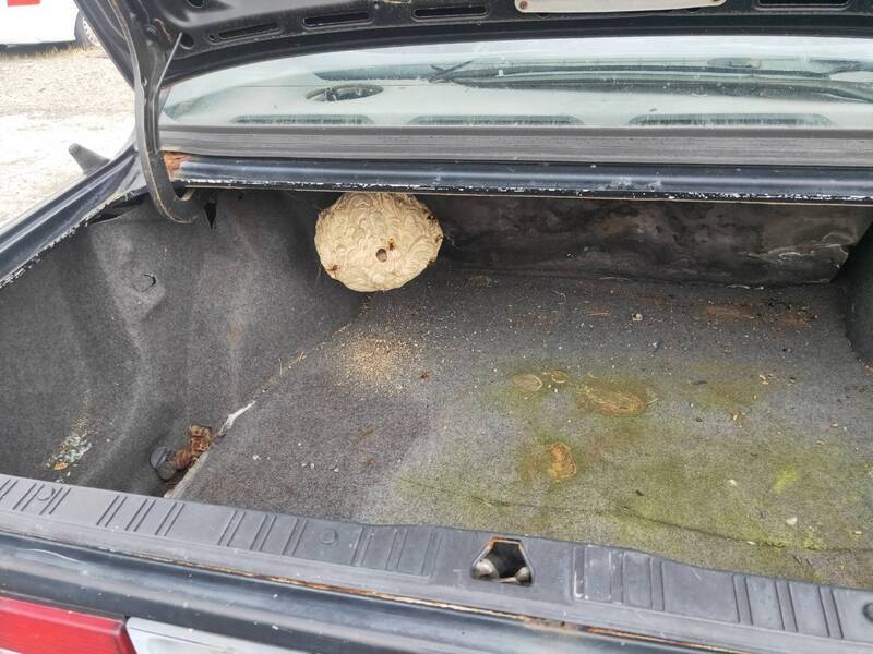 誇張！虎頭蜂在報廢車後行李箱築巢  車主驚呆