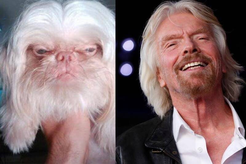 狗狗竟巧妙撞脸英国亿万富翁李察布兰森（Richard Branson），引发网友热议。右图为李察布兰森。（图撷取自@schadenfreudem1推特、路透社。）(photo:LTN)