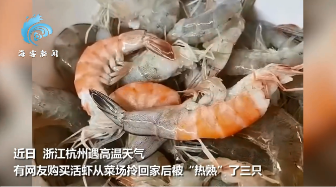 中国一名网友从菜市场买活虾回家后，发现虾子已被热熟3只。（图取自微博）(photo:LTN)