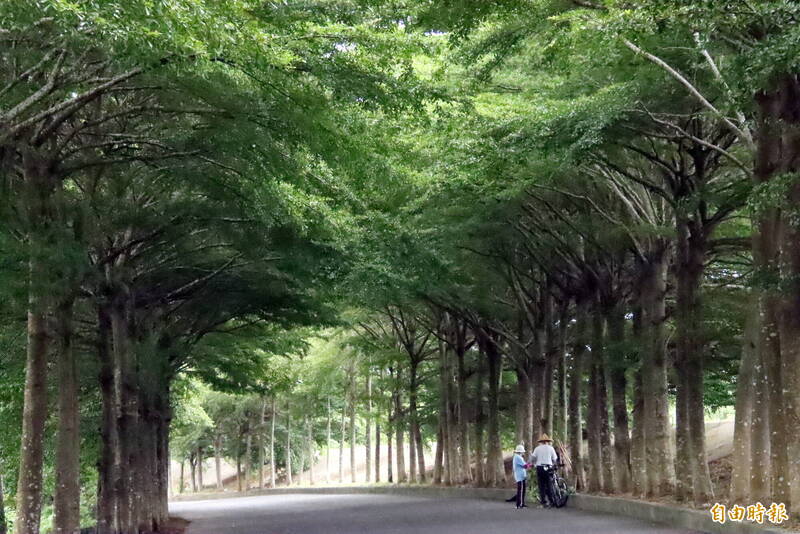 嘉義縣水上鄉外溪洲八掌溪堤防旁道路，兩側種植小葉欖仁，是有如綠色隧道的秘境。（記者林宜樟攝）