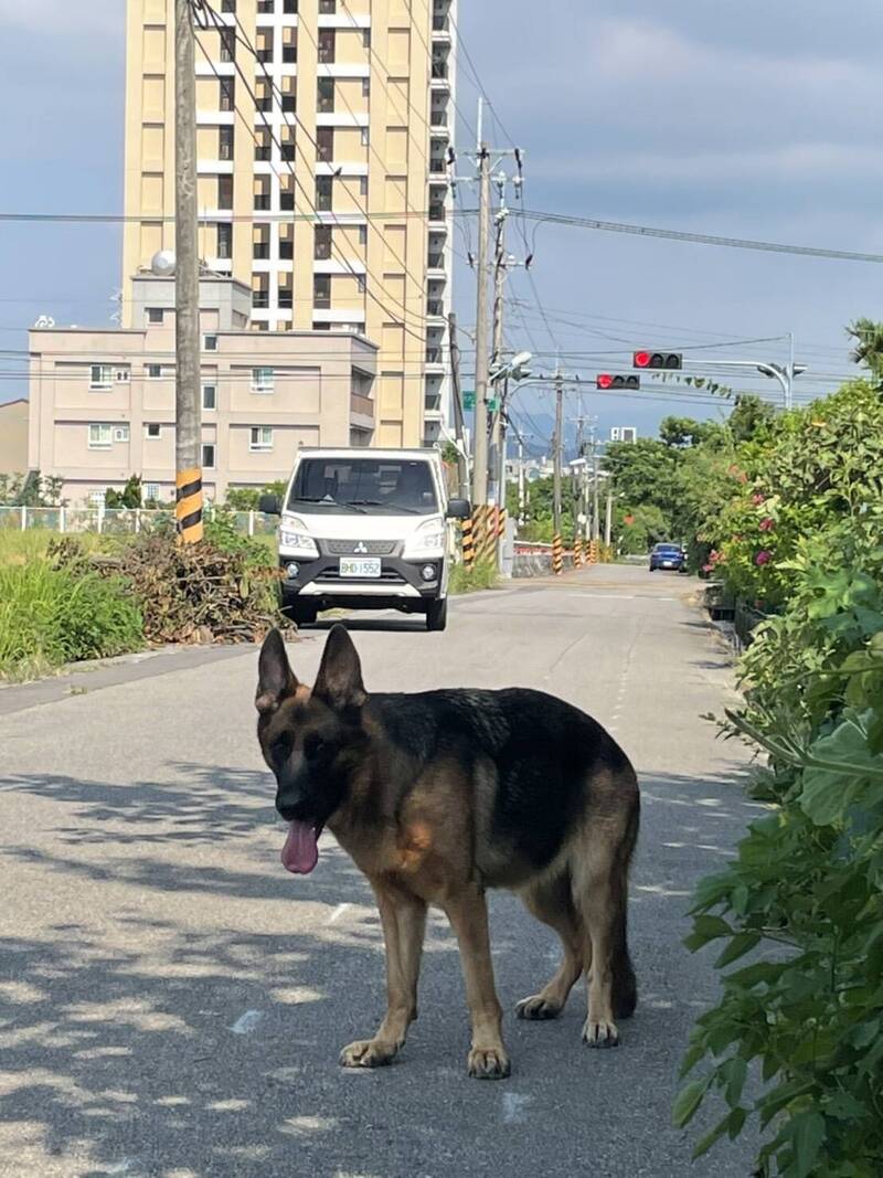 2.5歲純正狼犬「ALA」離家在路上閒晃，飼主誤以為被竊。（記者歐素美翻攝）