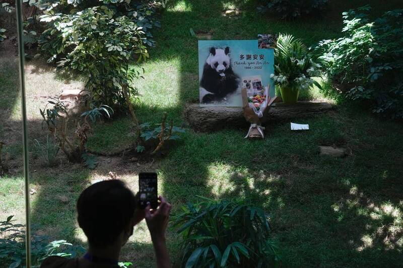 香港海洋公園長壽貓熊「安安」今天上午安樂死。（美聯社）

