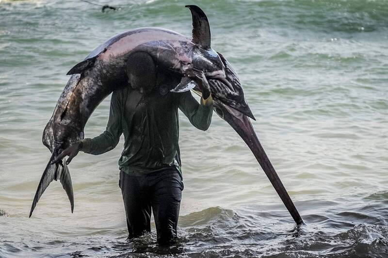 美國70歲老婦被躍出海面的旗魚刺中腹股溝。旗魚示意圖。（法新社）