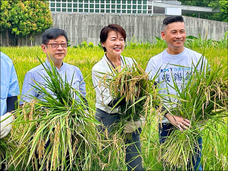 台北市副市長黃珊珊昨至信義區新仁里松菸食農教育園區揮汗割稻，暗酸蔣萬安來割稻尾。（台北市政府提供）