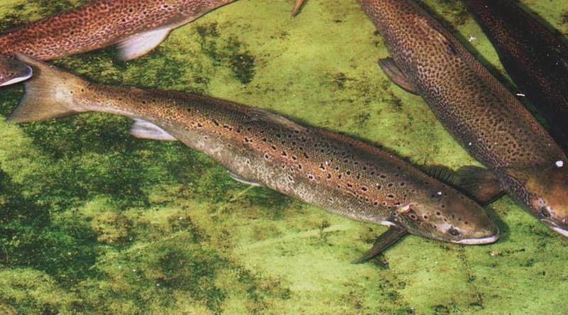 为保护本土野生大西洋鲑鱼，美国政府正对水坝进行审查。（美联社）(photo:LTN)