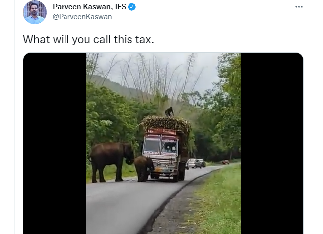 印度生态保护家卡司旺（Parveen Kaswan）于推特分享大象索取「过路费」影片。（图撷取自推特）(photo:LTN)