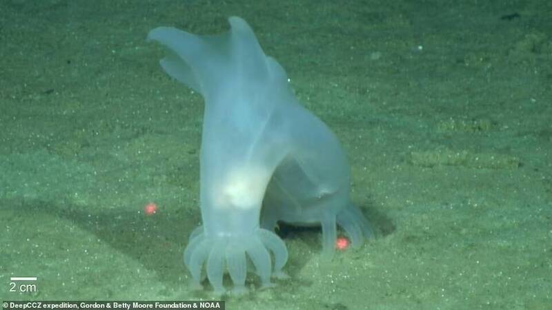 與海參有親緣關係的無脊椎動物，學名Peniagone vitrea。（圖/NOAA官網）