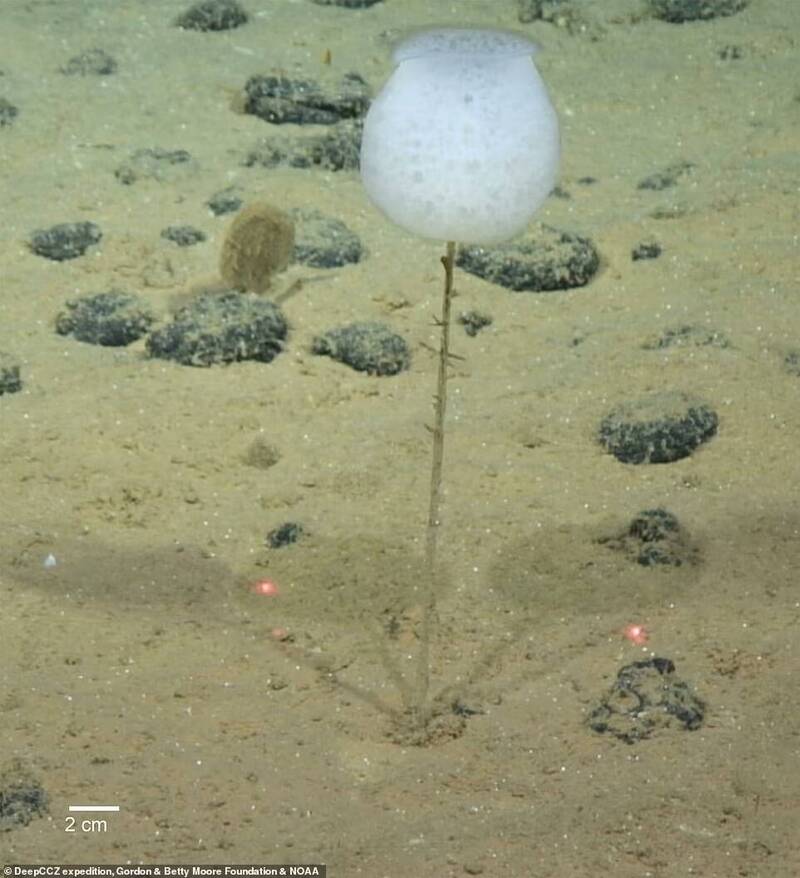 拂子介屬（Hyalonema）的未知海綿，看似一朵鬱金香。（圖/NOAA官網）