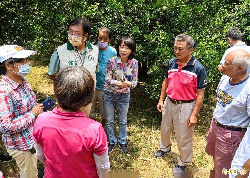 農糧署、桃園農改場人員今天到新竹縣寶山、峨眉，實地了解柑橘農園災情與農民產銷需求，立委邱泰源等人到場關心。（記者廖雪茹攝）