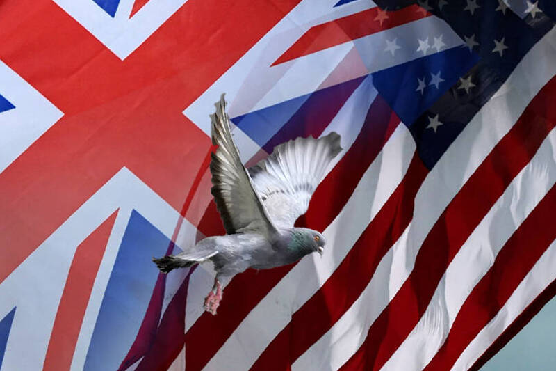 英国一只赛鸽迷路超过1个月后终于回家了，示意图。（路透社、美联社；本报合成）(photo:LTN)