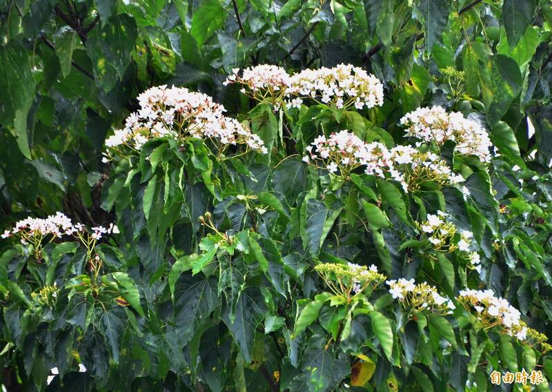 台南梅嶺的油桐花再度綻放，枝頭下起「8月雪」。（記者吳俊鋒攝）