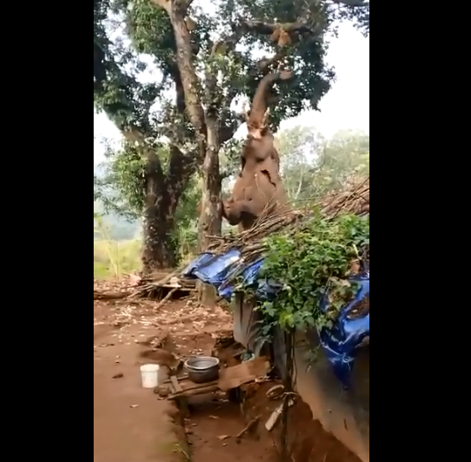 「温柔的巨人不死心」，一头大象奋力从树上摘下波罗蜜，许多网友纷纷留言赞叹大象的毅力。（图撷取自推特）(photo:LTN)