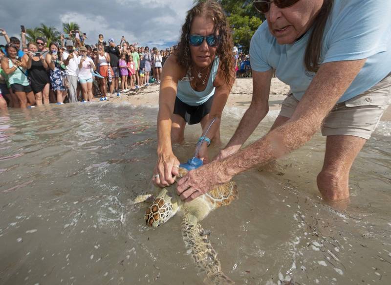 美国佛罗里达州海龟性别比例失衡，疑似因为气候变迁恶化。专家发现，近来新生海龟宝宝几乎都是母的，据说与近期热浪使得部分海滩的沙子变热有关。（美联社资料照）(photo:LTN)