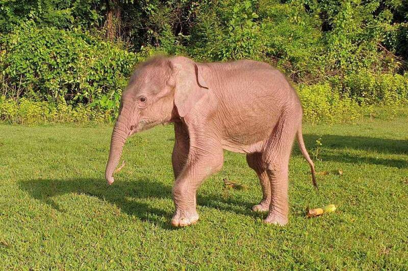緬甸官媒：罕見白象在西部若開邦誕生