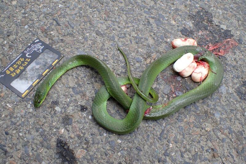 玉山塔塔加園區傳出青蛇媽媽遭路殺，體內還有數顆蛇卵，母蛇慘死，小蛇也來不及長大。（記者劉濱銓翻攝）