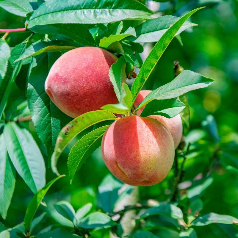 福壽山農場於民國48年引進水蜜桃等溫帶水果種植。 （福壽山農場提供）