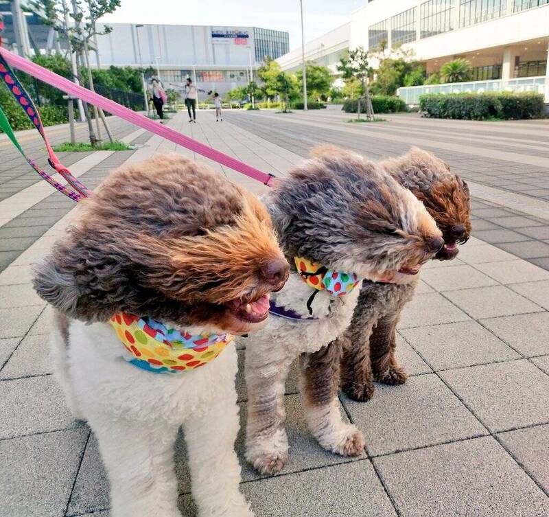 有日本網友帶愛犬們外出散步時，意外看到牠們被強風吹到面目全非的爆笑模樣。（圖擷取自@mou_bon推特）