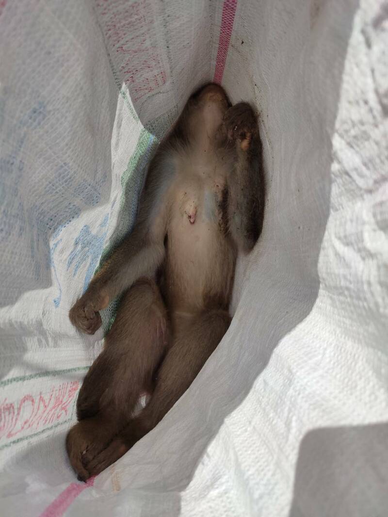 市府今接獲通報1隻台灣獼猴死亡,仍待解剖屍體進一步認定死因。(讀者提供) 市府今接獲通報1隻台灣獼猴死亡,仍待解剖屍體進一步認定死因。(讀者提供)