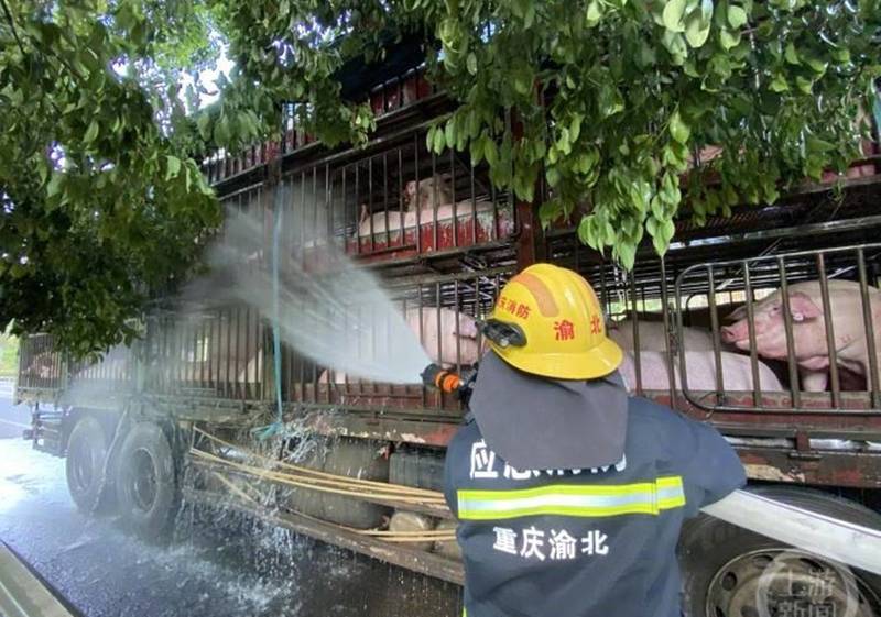 中国重庆热出40度以上高温，一台载了逾百只活猪的卡车在下午出发，高温让整车猪只中暑，还有猪热到昏倒。（翻摄微博）(photo:LTN)