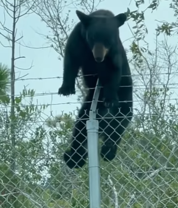 美国佛州空军基地带刺铁丝网遭到黑熊翻越，网友笑称这只熊应该是工读生假扮的。（图撷自Meteorologist Nash Rhodes WINK脸书）(photo:LTN)