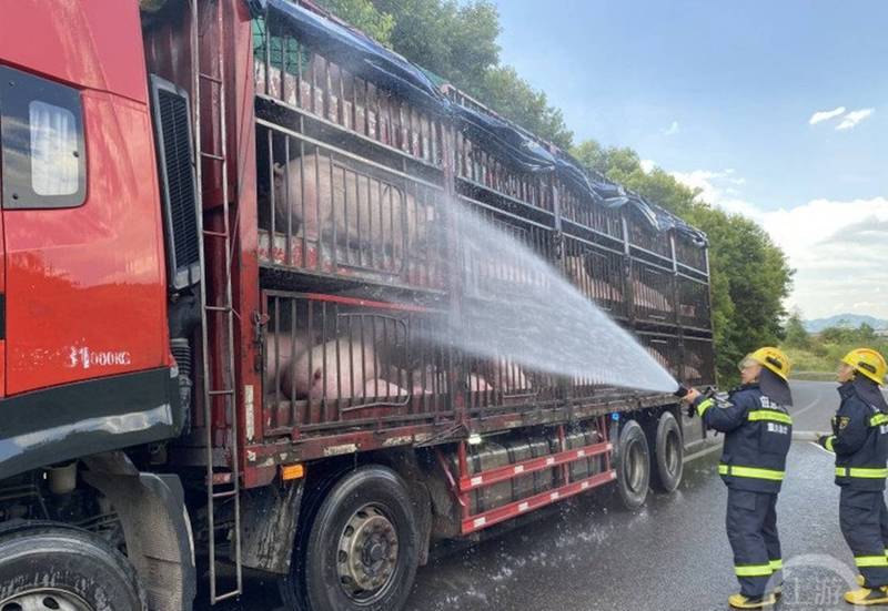 中国重庆热出40度以上高温，一台载了逾百只活猪的卡车在下午出发，高温让整车猪只中暑，还有猪热到昏倒。（翻摄微博）(photo:LTN)