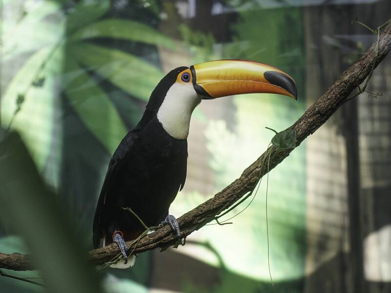 北市動物園喜迎首隻大巨嘴鳥寶寶 新手爸媽百般呵護