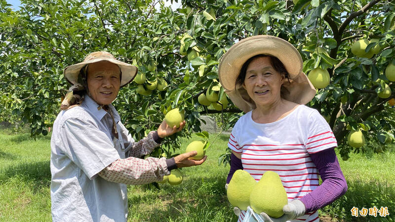 麻豆柚農郭玉飛（左）、郭李春梅（右）夫婦栽種的老欉麻豆文旦，以高品質區隔市場銷路。（記者楊金城攝）