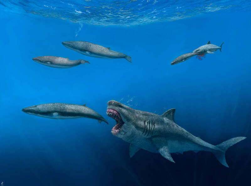 研究揭史前巨鯊凶猛面貌可5口吃掉8公尺殺人鯨- 國際- 自由時報電子報
