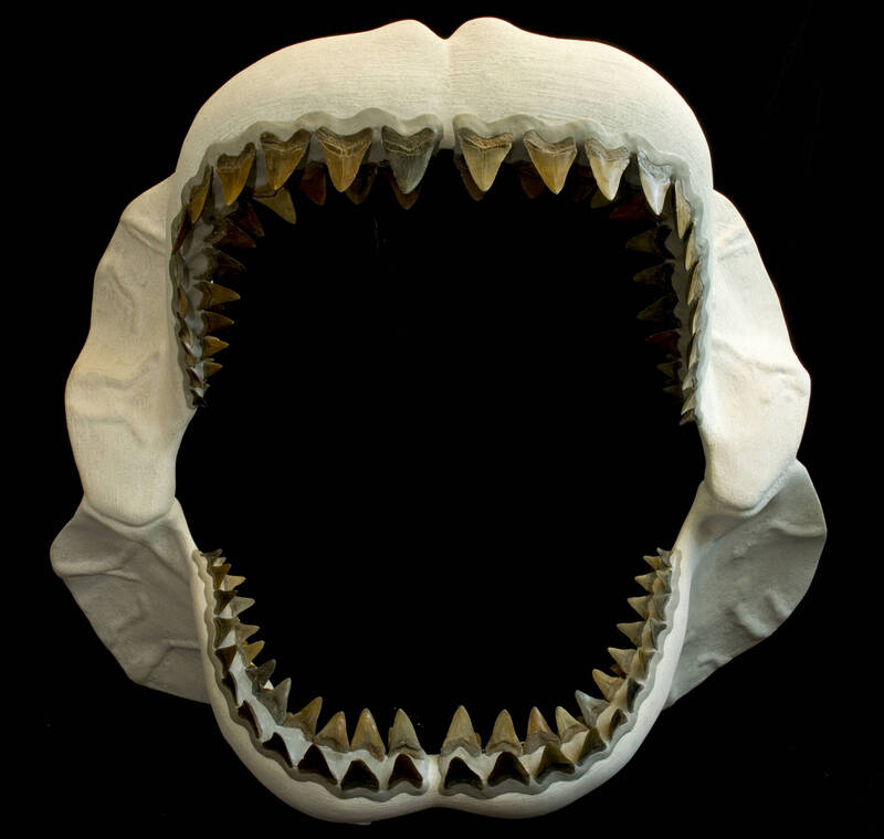 佛罗里达自然历史博物馆重建的巨齿鲨大嘴模型。（美联社）(photo:LTN)