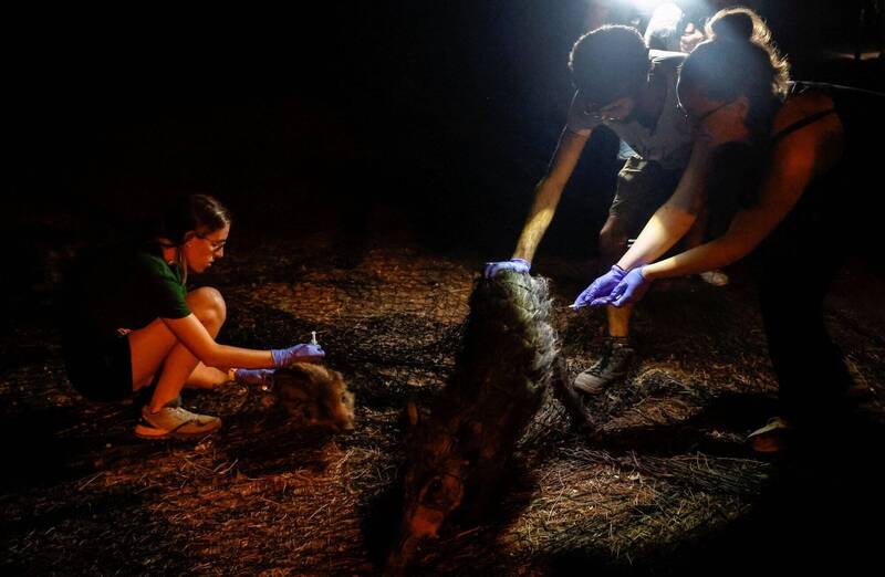 科内杰罗团队抓到野猪后将其安乐死。（路透）(photo:LTN)